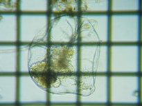 fig.05 �t�N�������V