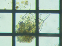 fig.07 �u�^�y�X�g�c�{�����V