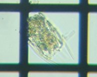 fig.10 �n�l�E�f�����V