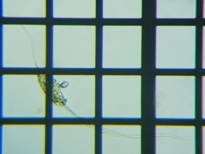 fig.11 �i�K�~�c�E�f�����V