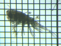 fig.01 �P���~�W���R��