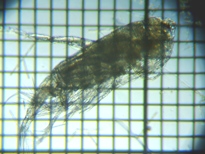 fig.02 �q�Q�i�K�P���~�W���R