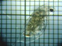 fig.03 �n���i�K�~�W���R�i�듪�j