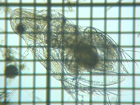 fig.04 �I�I�A�^�}�~�W���R