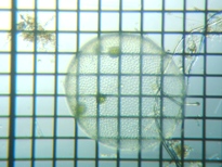 fig.07 �{���{�b�N�X��