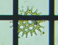 fig.09 �N���V���E�����i�Α��j