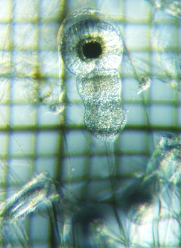 fig.01 �T�R�΂̃m���i���X�������j
Leptodora kindtii (female �� head)
