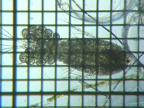 fig.01 �P���~�W���R��