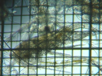 fig.02 �q�Q�i�K�P���~�W���R