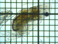 fig.04 �I�I�A�^�}�~�W���R