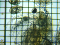 fig.05 �_�t�j�A