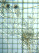 fig.06 �m���i���X�j