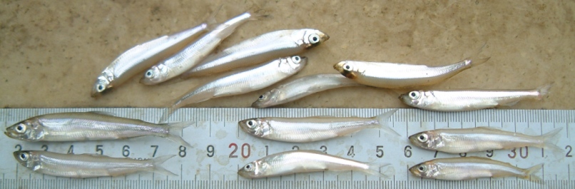 fig.01 ���J�T�M����