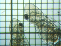 fig.03 �I�I�A�^�}�~�W���R