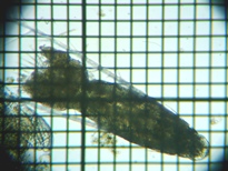 fig.01 �q�Q�i�K�P���~�W���R