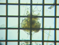 fig.03 �c�{�����V