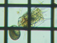 fig.04 �u�^�y�X�g�c�{�����V