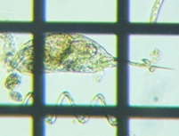 fig.06 �l�Y�~�����V