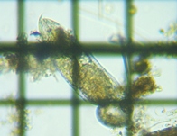 fig.07 �c���i�K�l�Y�~�����V