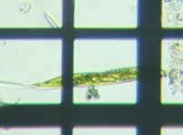 fig.08 �~�h�����V�̂P��