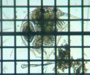 fig.01 �]�E�~�W���R