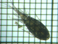 fig.02 �P���~�W���R��