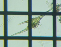 fig.06 �c�m�I�r���V