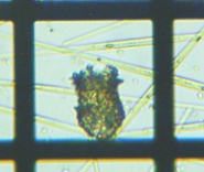 fig.07 �X�i�J�����V��