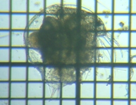 fig.01 �]�E�~�W���R