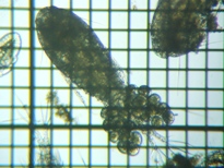 fig.02 �P���~�W���R��