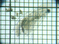 fig.04 �I�I�A�^�}�~�W���R