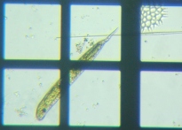 fig.05 �~�h�����V