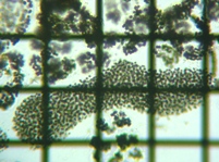 fig.01 �~�N���L�X�e�B�X