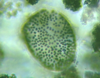 fig.02 �~�N���L�X�e�B�X