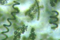 fig.05 �A�i�x�i