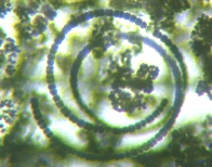 fig.06 �A�i�x�i