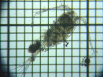 fig.01 �P���~�W���R��