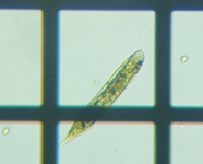 fig.03 �~�h�����V�̂P��