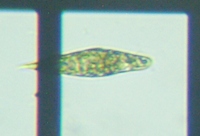 fig.04 �~�h�����V�̂P��