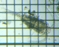 fig.01 �P���~�W���R��