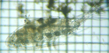 fig.02 �q�Q�i�K�P���~�W���R