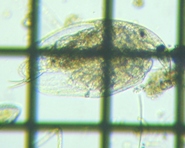 fig.03 �}���~�W���R�Ȃ̈��