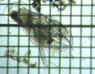 fig.04 �I�I�A�^�}�~�W���R