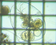 fig.05 �t�N�������V