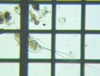 fig.06 �i�K�~�c�E�f�����V�ώ�