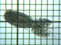 fig.01 �P���~�W���R��