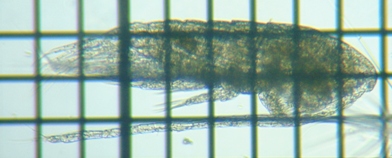 fig.02 �q�Q�i�K�P���~�W���R