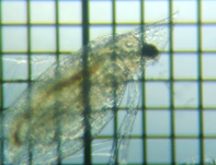 fig.03 �n���i�K�~�W���R�i�듪�j