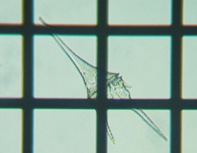 fig.06 �c�m�I�r���V