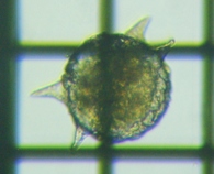 fig.08 �f�B�t���M�A��